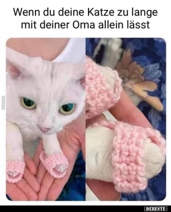 Wenn du deine Katze zu lange mit deiner Oma allein.. - Lustige Bilder | DEBESTE.de