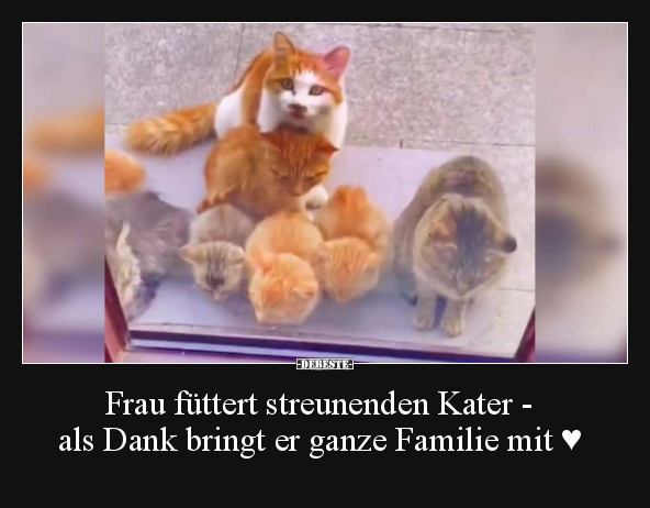 Frau, Kater, Familie