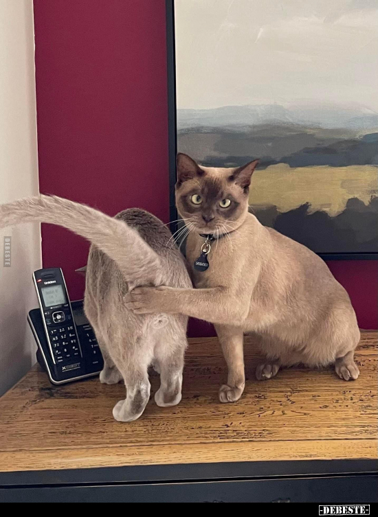  - Lustige Bilder | DEBESTE.de