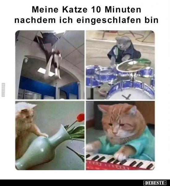 Meine Katze 10 Minuten nachdem ich eingeschlafen bin.. - Lustige Bilder | DEBESTE.de