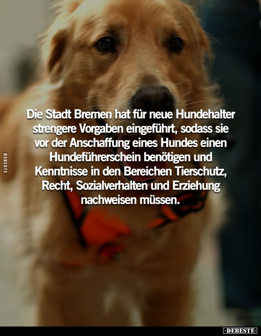 Die Stadt Bremen hat für neue Hundehalter strengere Vorgaben eingeführt, sodass sie vor der Anschaffung eines Hundes einen Hu...