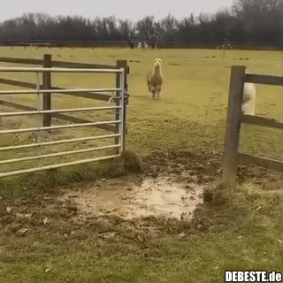  - Lustige Bilder | DEBESTE.de