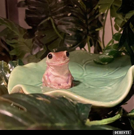  - Lustige Bilder | DEBESTE.de