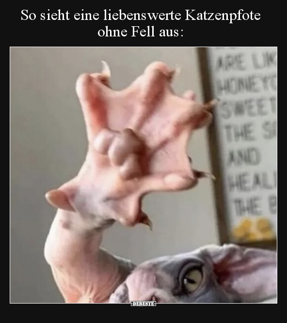 So sieht eine liebenswerte Katzenpfote ohne Fell aus.. - Lustige Bilder | DEBESTE.de
