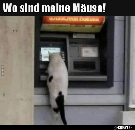 Wo sind meine Mäuse!..