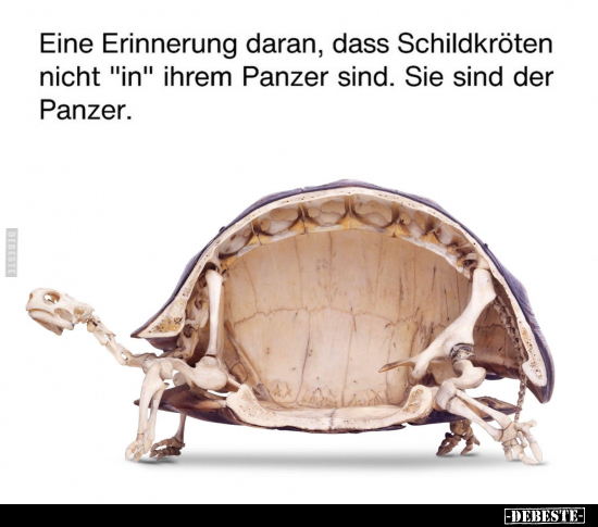 Eine Erinnerung daran, dass Schildkröten nicht "in" ihrem.. - Lustige Bilder | DEBESTE.de
