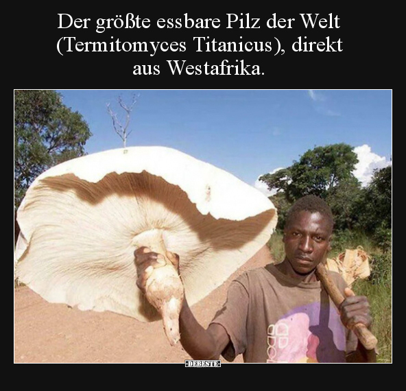 Der größte essbare Pilz der Welt (Termitomyces Titanicus).. - Lustige Bilder | DEBESTE.de