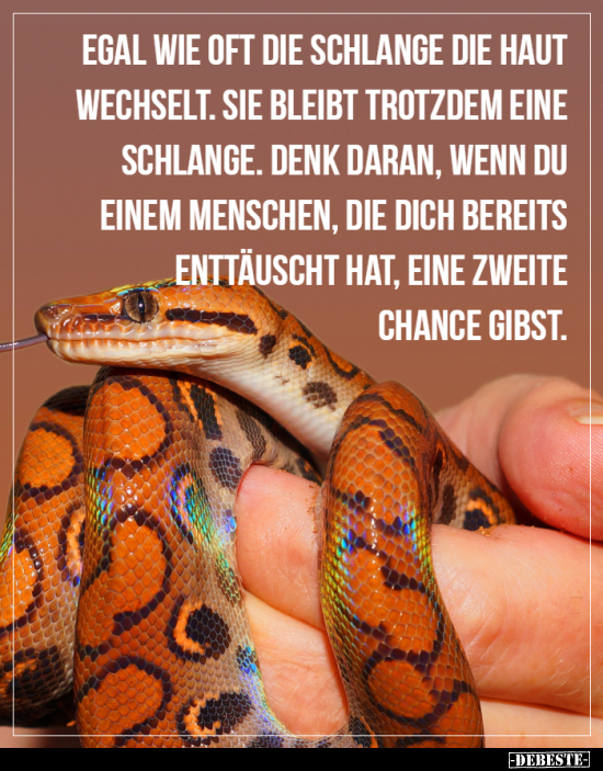 Egal wie oft die Schlange die Haut wechselt... - Lustige Bilder | DEBESTE.de