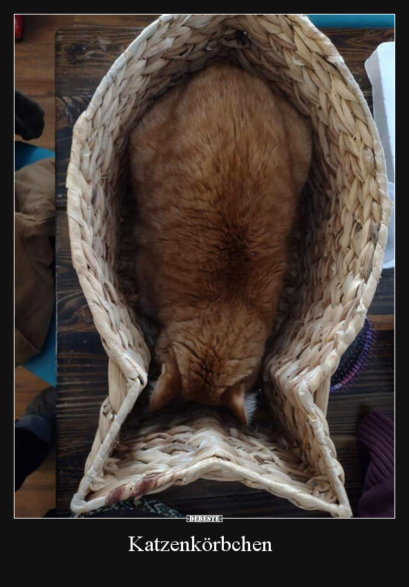Katzenkörbchen