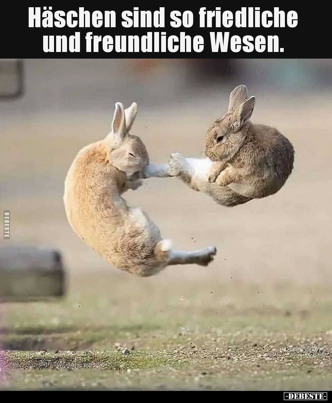 Häschen sind so friedliche
und freundliche Wesen.