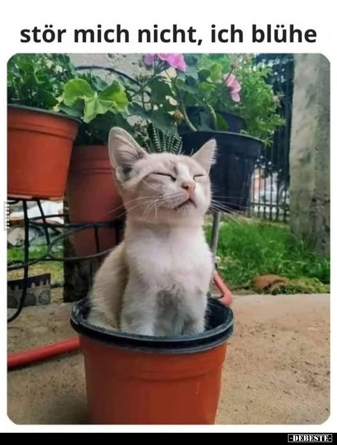 Stör mich nicht, ich blühe.