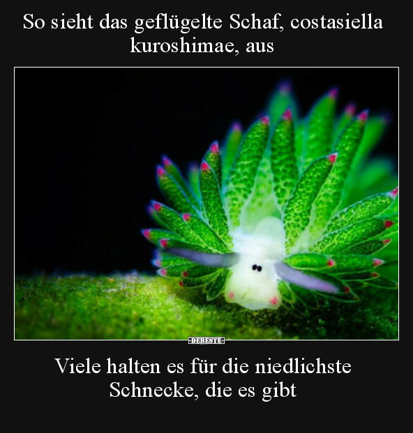 So sieht das geflügelte Schaf, costasiella kuroshimae, aus.. - Lustige Bilder | DEBESTE.de