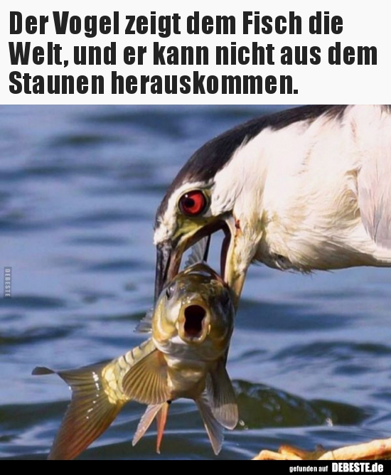 Der Vogel zeigt dem Fisch die Welt, und er kann nicht aus.. - Lustige Bilder | DEBESTE.de