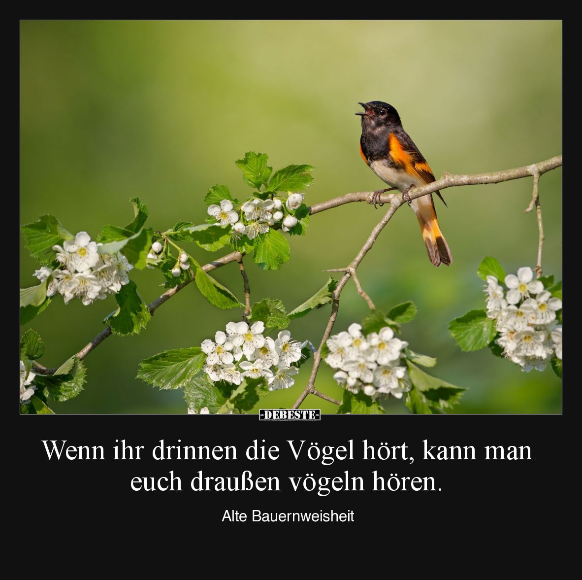 Wenn ihr drinnen die Vögel hört, kann man euch draußen vögeln hören. 

Alte Bauernweisheit