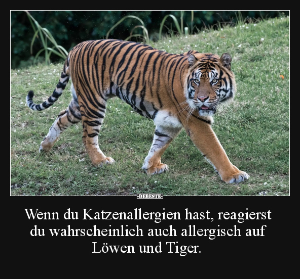 Wenn du Katzenallergien hast, reagierst du wahrscheinlich.. - Lustige Bilder | DEBESTE.de