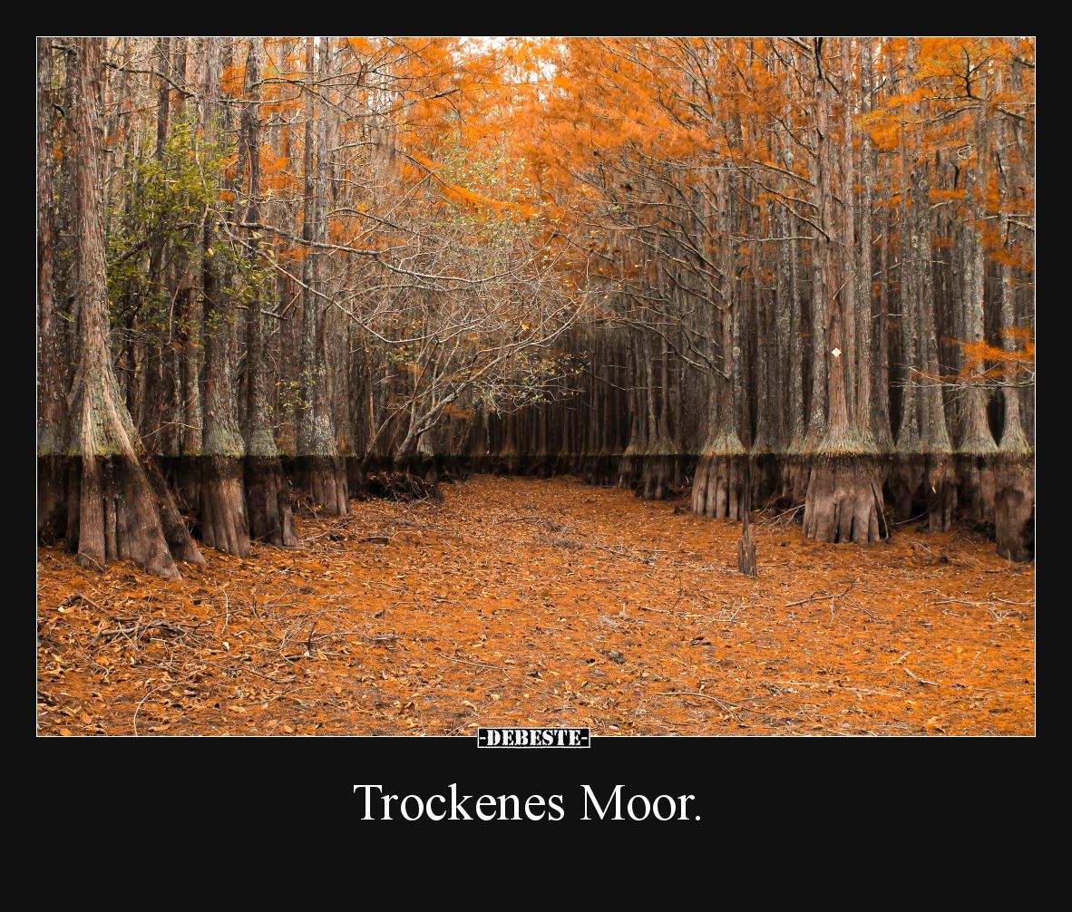 Trockenes Moor
