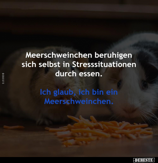 Meerschweinchen beruhigen sich selbst in Stresssituationen.. - Lustige Bilder | DEBESTE.de