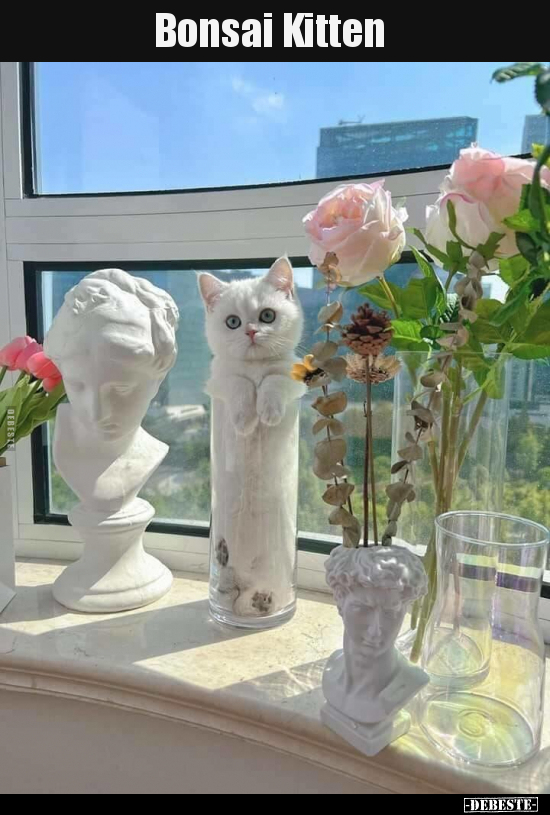 Bonsai Kitten.. - Lustige Bilder | DEBESTE.de