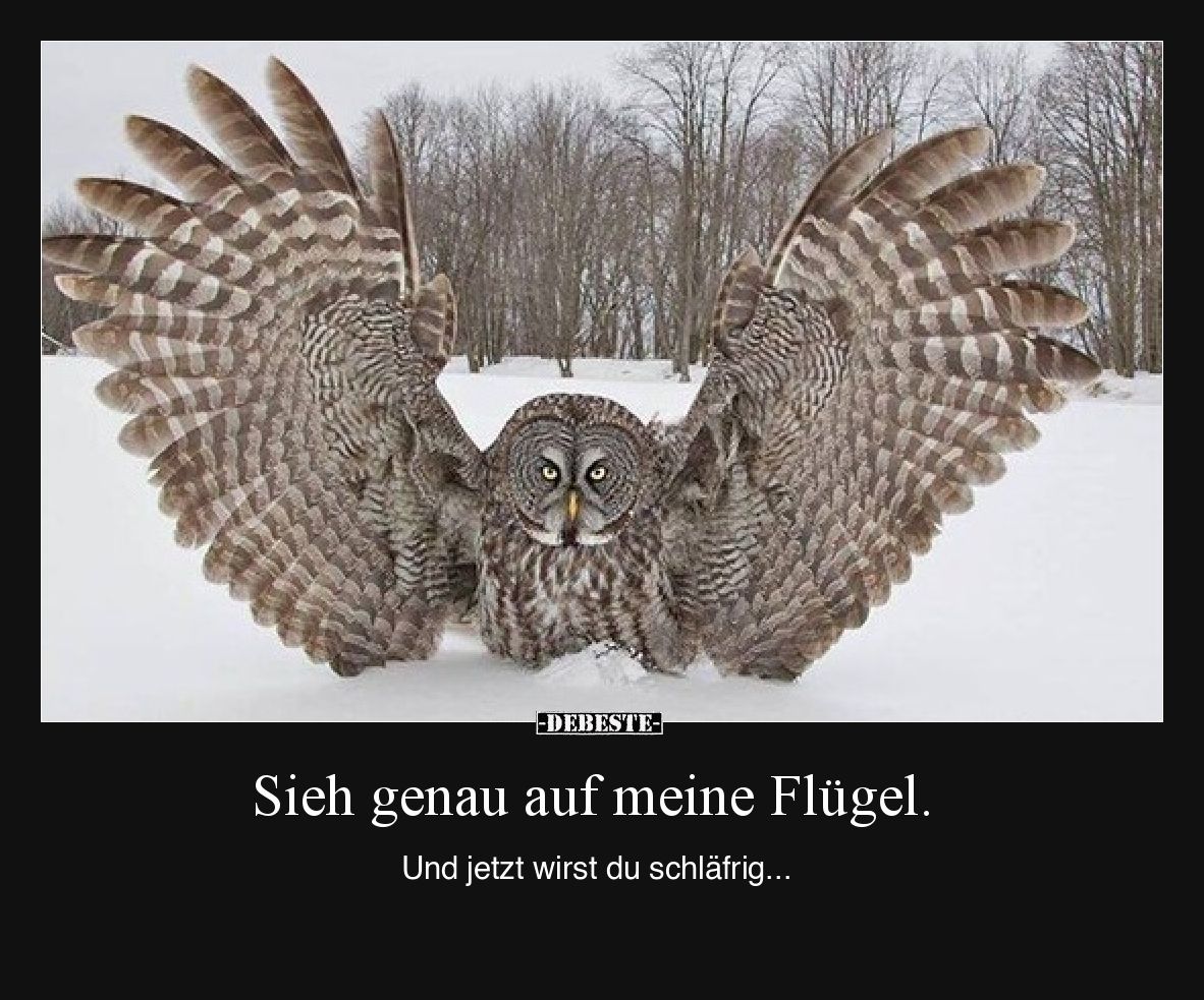 Sieh genau auf meine Flügel. Und jetzt wirst du.. - Lustige Bilder | DEBESTE.de
