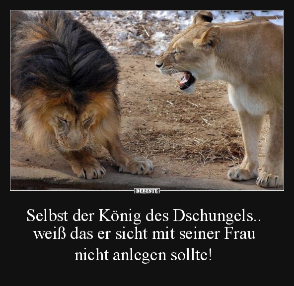 Selbst der König des Dschungels.. - Lustige Bilder | DEBESTE.de