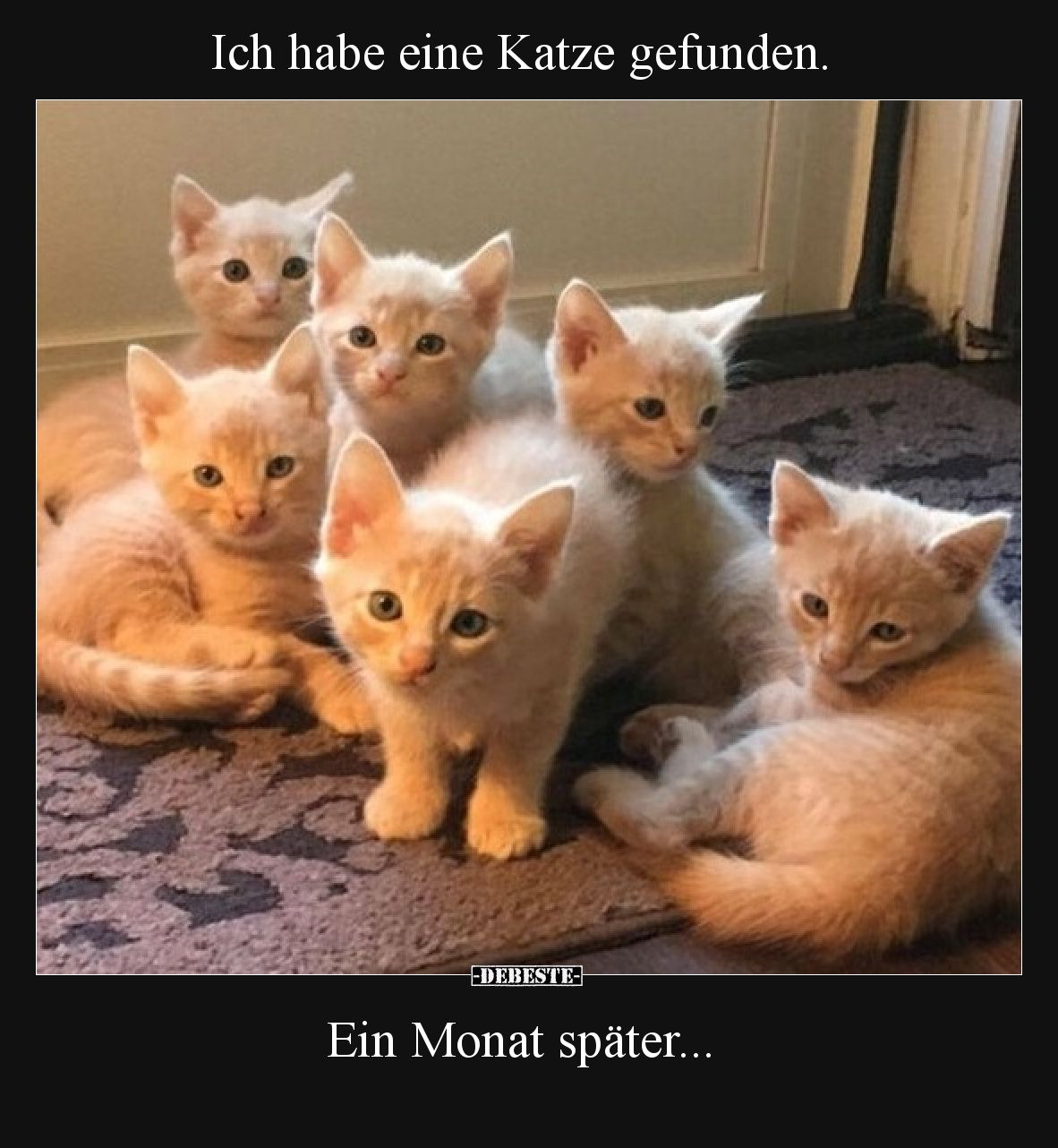 Ich habe eine Katze gefunden.  Ein Monat später...