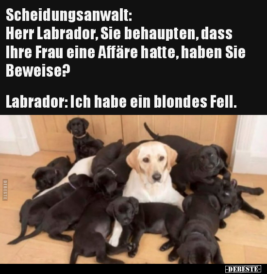 Scheidungsanwalt: Herr Labrador, Sie behaupten, dass Ihre.. - Lustige Bilder | DEBESTE.de
