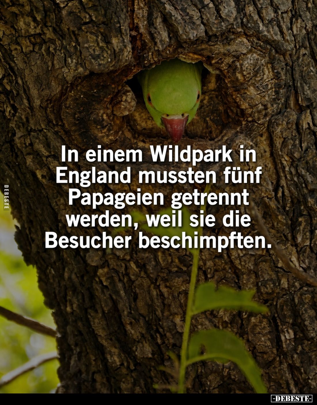 In einem Wildpark in England mussten fünf Papageien getrennt werden, weil sie die Besucher beschimpften.