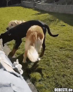 Nur kleine Brüder können so lästig sein..