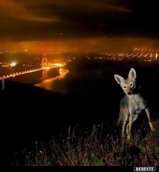  - Lustige Bilder | DEBESTE.de