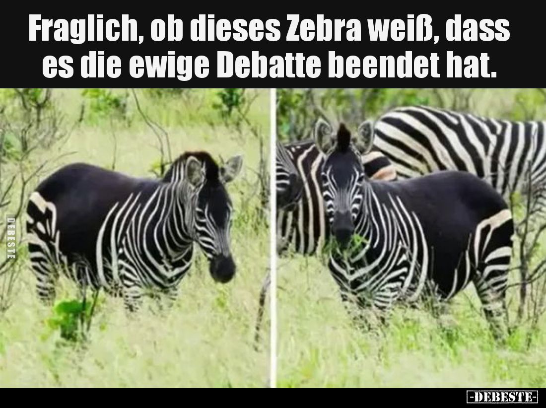 Fraglich, ob dieses Zebra weiß, dass es die ewige Debatte beendet hat.