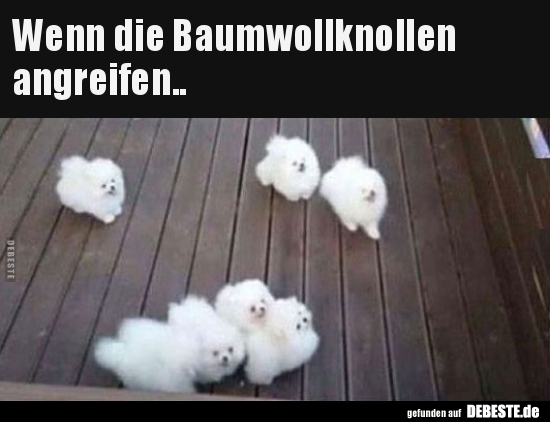 Wenn die Baumwollknollen  angreifen..