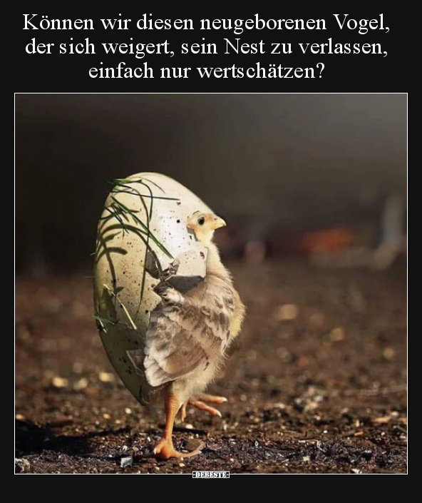 Können wir diesen neugeborenen Vogel, der sich weigert.. - Lustige Bilder | DEBESTE.de