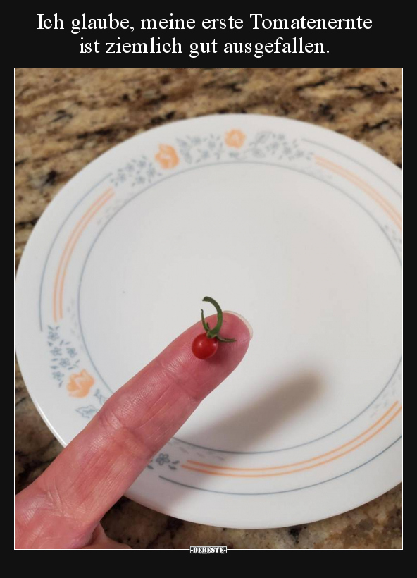 Ich glaube, meine erste Tomatenernte ist ziemlich gut..