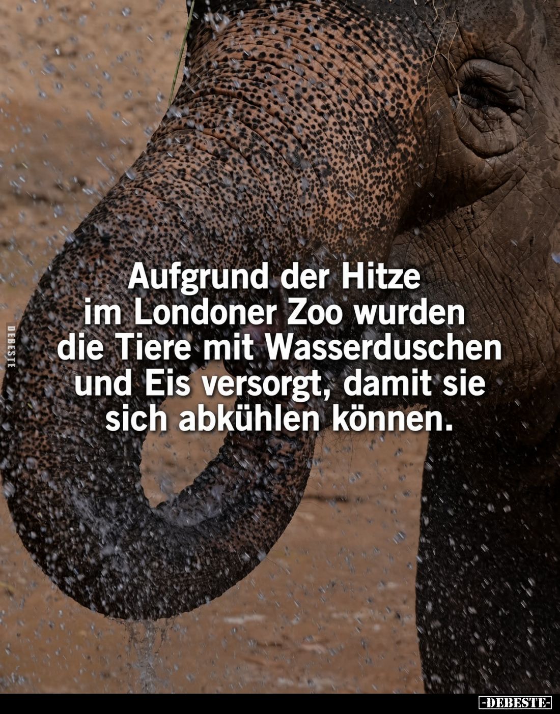 Aufgrund der Hitze im Londoner Zoo wurden die Tiere mit Wasserduschen und Eis versorgt, damit sie sich abkühlen können.
