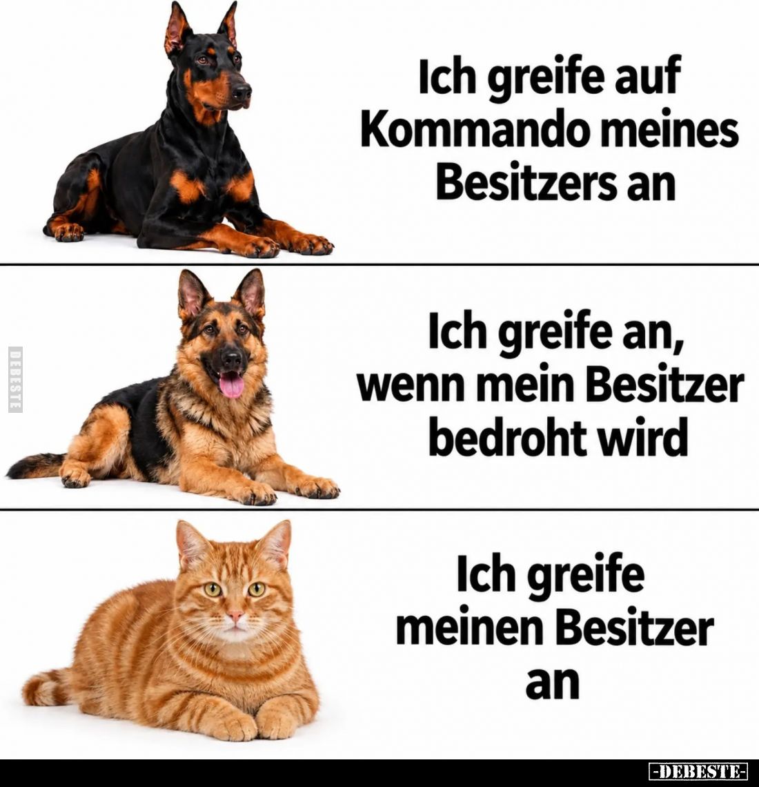 Ich greife auf Kommando meines Besitzers an. -
Ich greife an, wenn mein Besitzer bedroht wird. -
Ich greife meinen Besitzer...
