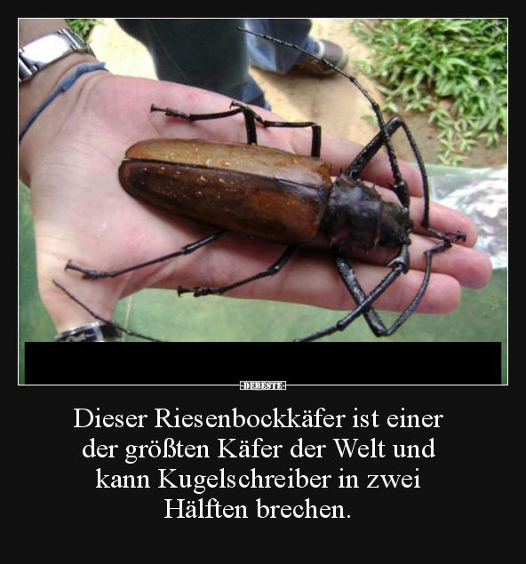 Dieser Riesenbockkäfer ist einer der größten Käfer der..