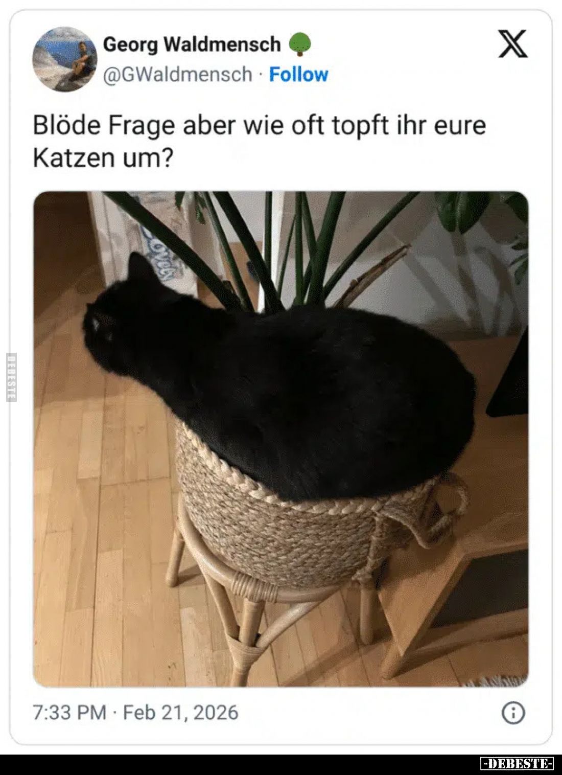 Blöde Frage aber wie oft topft ihr eure Katzen um?