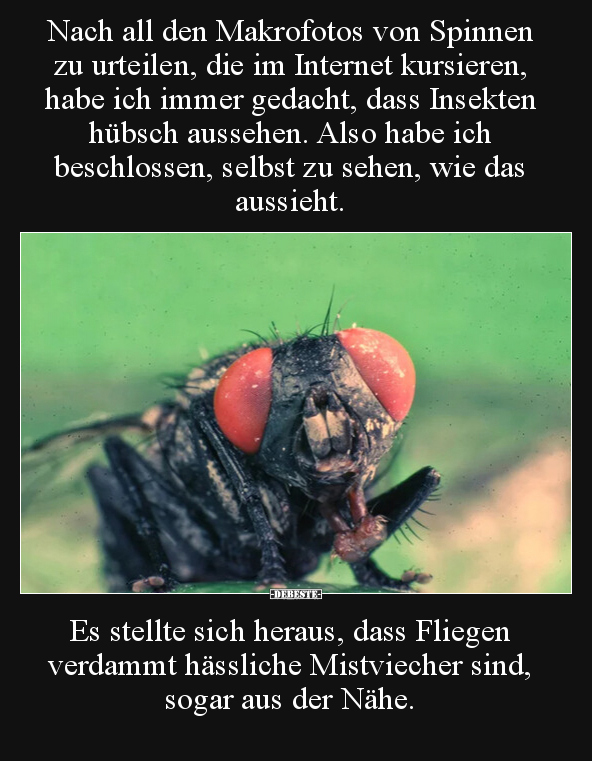 Nach all den Makrofotos von Spinnen zu urteilen, die im.. - Lustige Bilder | DEBESTE.de
