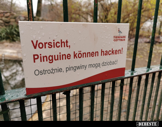 Vorsicht, Pinguine können hacken!.. - Lustige Bilder | DEBESTE.de