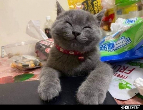  - Lustige Bilder | DEBESTE.de