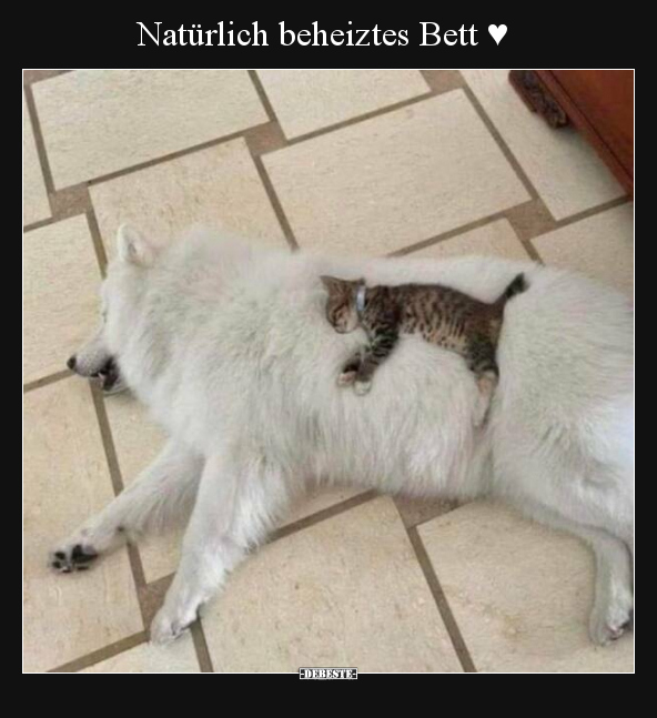 Natürlich beheiztes Bett ♥.. - Lustige Bilder | DEBESTE.de