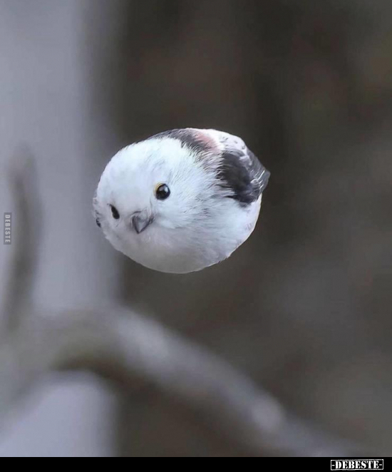  - Lustige Bilder | DEBESTE.de