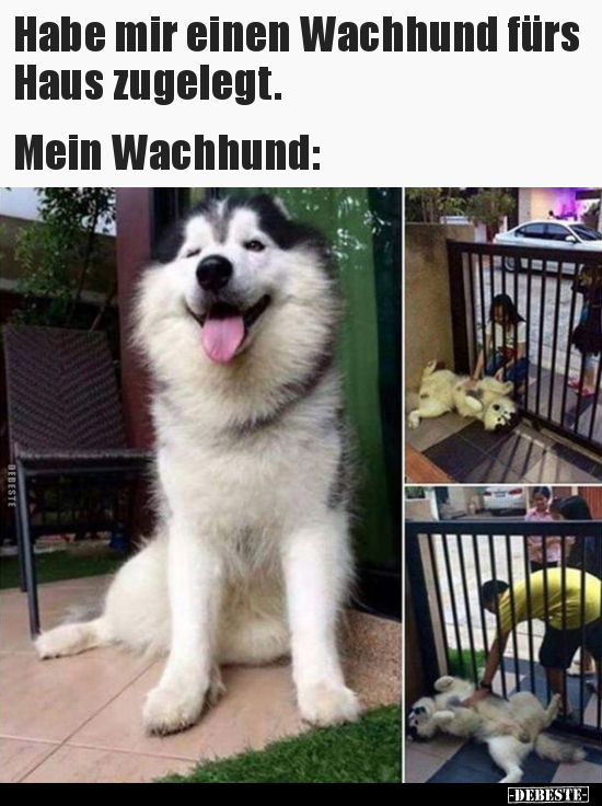 Habe mir einen Wachhund fürs Haus zugelegt... - Lustige Bilder | DEBESTE.de