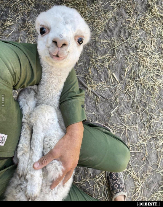  - Lustige Bilder | DEBESTE.de