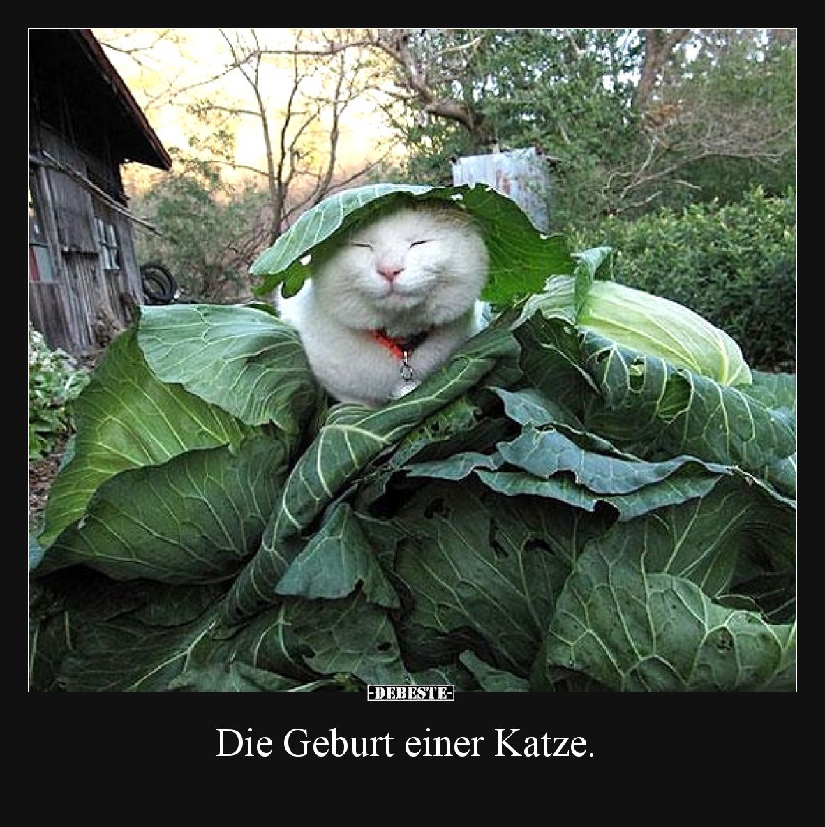 Die Geburt einer Katze.