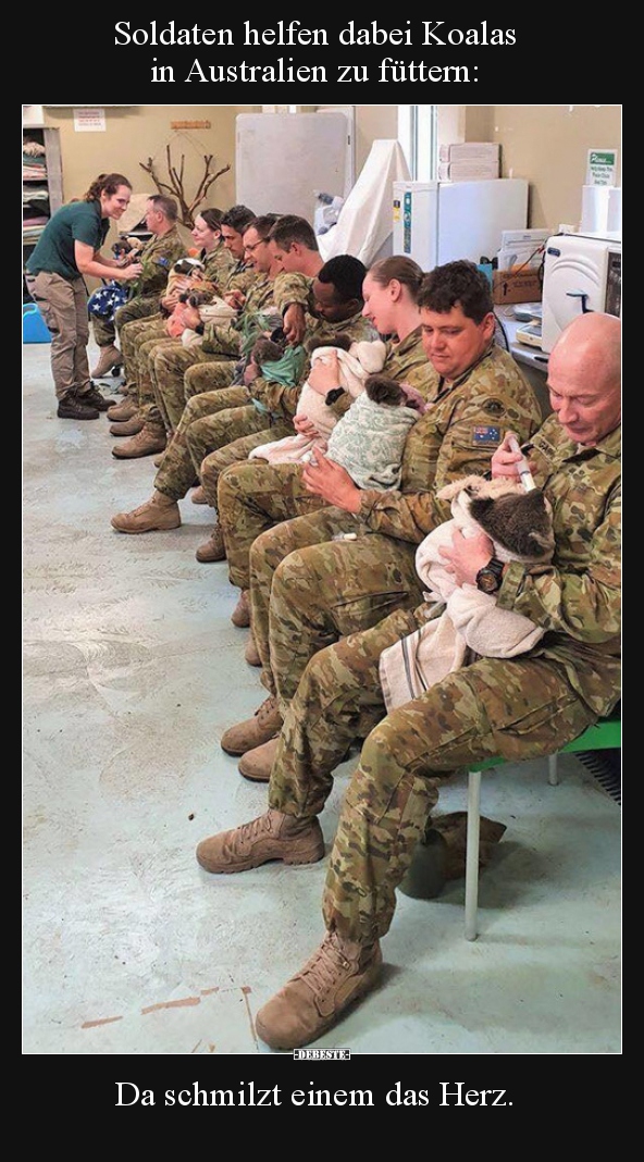 Soldaten helfen dabei Koalas in Australien zu füttern.. - Lustige Bilder | DEBESTE.de