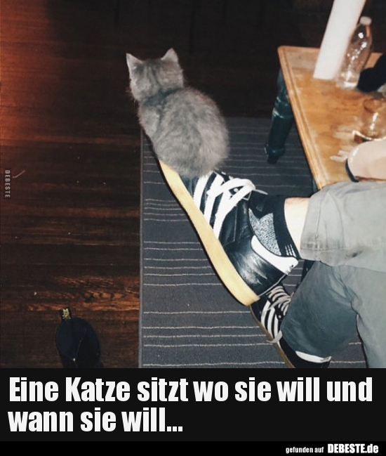 Eine Katze sitzt wo sie will und wann sie will...
