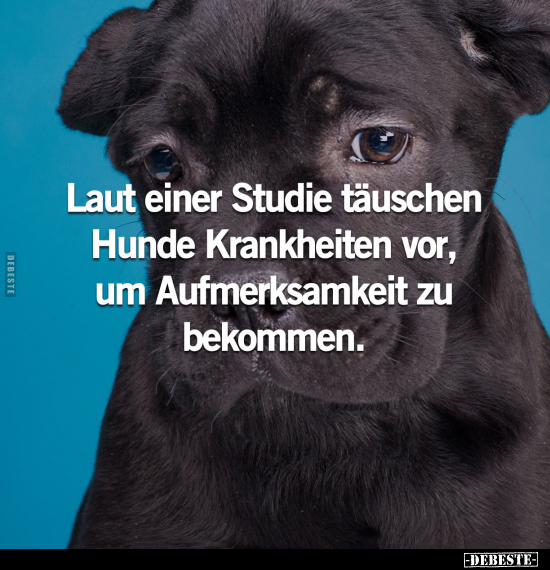 Laut einer Studie täuschen Hunde Krankheiten vor.. - Lustige Bilder | DEBESTE.de