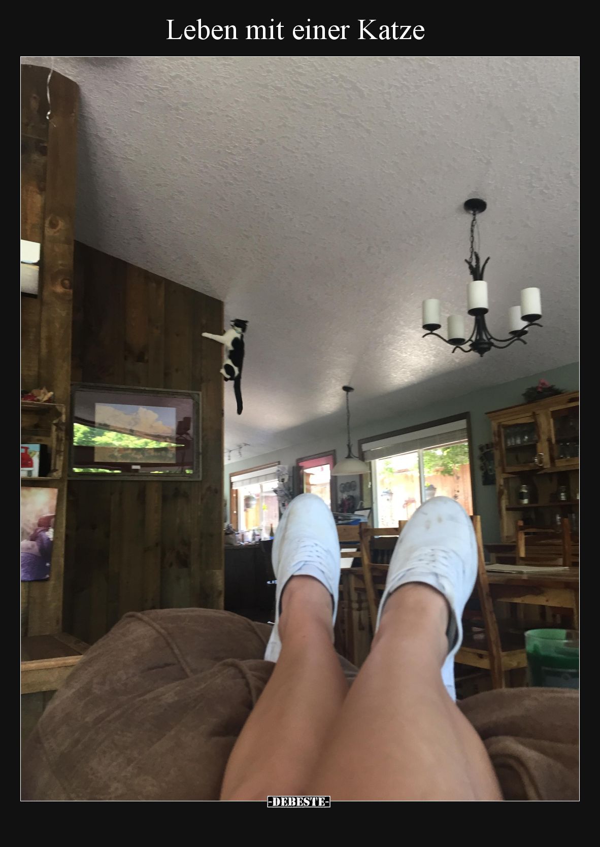 Leben mit einer Katze