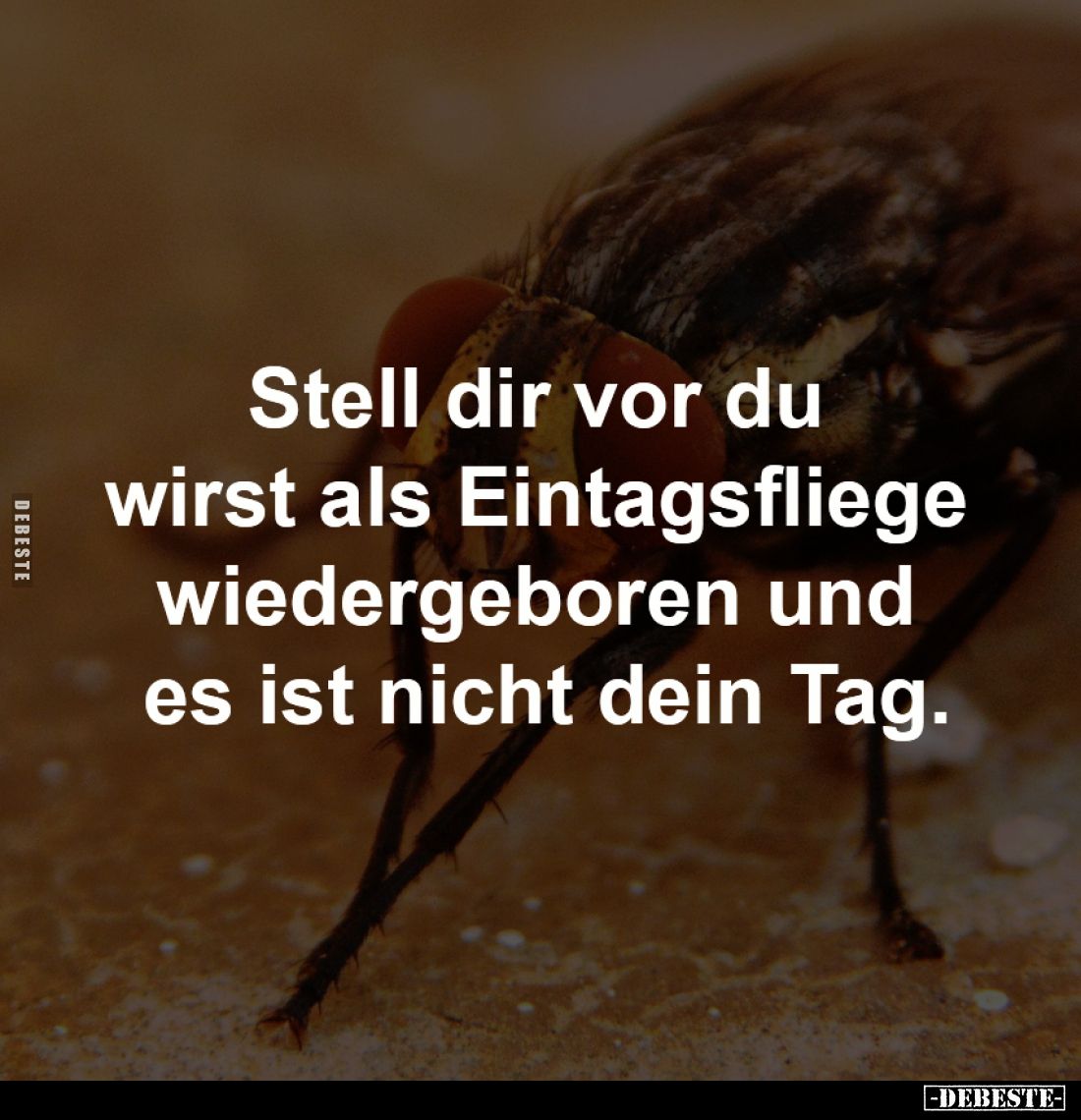 Stell dir vor du wirst als Eintagsfliege wiedergeboren.. - Lustige Bilder | DEBESTE.de